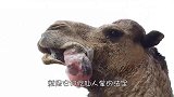 动物园出现“无头骆驼”，到处瞎溜达，游客吓得脸色都变了