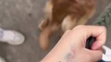 汪汪队遭大罪，莫名挨了一巴掌