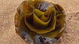大风过后海带随着潮水搁浅在沙滩上，还有肥肥的大海虹