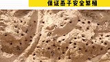 西安市阎良区 上千只崖沙燕工地筑巢，工地停工保证崖沙燕 安全繁殖。