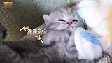小奶猫调皮爬到高处，最后太害怕不敢下来只能呼救！