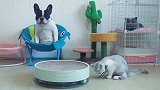 :看娃有绝招，谁让我叫屁屁呢!萌宠出道计划 萌宠 猫 狗狗 看娃哄娃