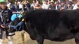 日本1头牛拍出2600万 该牛重达678公斤