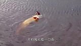 海豹想要捕食章鱼，却被章鱼一招反杀，镜头记录精彩时刻！