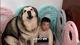 铲屎官要打孩子，阿拉斯加犬洛洛护着弟弟，不让他打