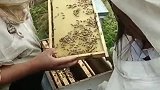 给大家看看蜂王农村生活 蜂蜜