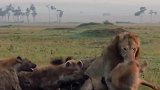 只鬣狗攻击头母狮惨叫连连，谁料狮王赶来救场，画风瞬间逆转