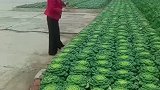 大姐绝对强迫症患者，生活质量要求很高