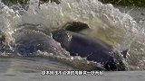 鹈鹕锁定鸽子，一张嘴就是一场噩梦，鸽子：天怎么黑了