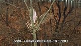 老鹰捕食松鼠，结果被树枝截胡，下一秒请憋住别笑