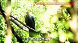 时隔114年，黑林鸽再次现身中国！