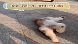 羊驼耍赖，就是不想回家，你们有木有什么办法啊！
