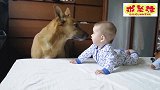 妈妈让狗狗看着小宝宝，狗子太听话了，竟然一动不动的陪着小主人