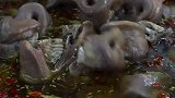 310买20斤猪鼻子，做道“红烧猪鼻子”软烂化渣，香气四溢