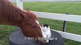 汗血宝马和一只猫咪关系亲密，还让它骑在背上，画面温馨感人