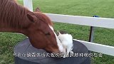 汗血宝马和一只猫咪关系亲密，还让它骑在背上，画面温馨感人
