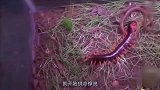 1米长蜈蚣大战毒蛇,，腿都掉了，结果来个大反转