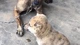 狗：老了，不能像年轻那样疯狂了！