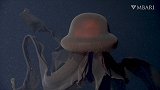 美国科学家拍到罕见冥河水母 触手长达10米
