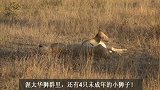 雄狮的吼叫！领地内闯入3头年轻雄狮，吼叫应对