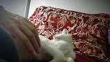 好会享受的猫咪啊，真是懒洋洋的模样呢，想养一只了！