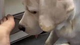 谁能拒绝送上门的痒痒挠呢