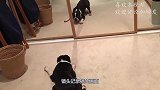饲养员拿照片给鲸头鹳看，它的表情亮了，镜头记录搞笑画面！