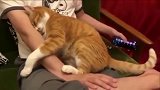 橘猫：只要我投入主人的怀抱，他便会放下手机，抚摸我！