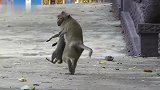 断手猴抓了一只猫，对猫的好辣眼睛