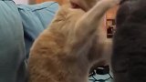 猫：你干啥呢，这么大了还撒娇！