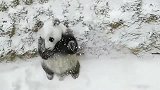 大熊猫也会打雪仗,打不过两脚兽就赶紧跑