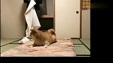 日本一位推主每次睡觉前，都要和家里的柴犬经历一场“恶战”