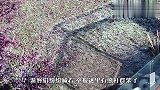 举报！这里有一群熊在斗殴！饲养员：举报无效