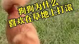 狗狗在草地打滚的原因你知道吗？