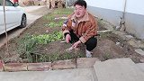 老猫今天做油泼扯面，浇上热油，配着馒头，大口吃面真过瘾
