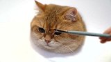 超简单教程：教你画一只栩栩如生的猫咪