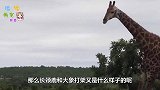 长颈鹿与大象打架，到底谁赢谁输？