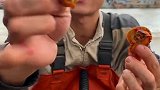 船长吃扇贝一公一母