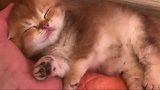 萌萌的小奶猫在掌心熟睡，这是对铲屎官有多信任呀！