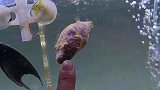 再次入手凶残老虎鱼，却被繁殖的神仙鱼迷住，没想到竟发现了这个