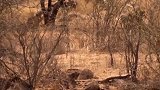 猖狂狮子欺负野牛，也不看看野牛这牛角的威力