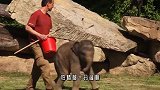 犀牛母子正在喝水，谁料遭到大象疯狂驱赶，镜头记录全过程