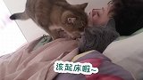 漂亮这样的小猫咪，应该是很多铲屎官得不到的温柔吧～ 宠爱里云社区 vlog日常