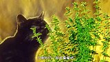 男子家门口种薄荷想驱蚊，一晚过后出门一看，眼前景象无法相信
