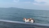 狸花猫, 来到海边, 这样才是看海的正确方式