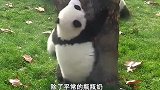 熊猫宝宝爬树证明自己，不料一顿操作猛如虎，最后却原地杵