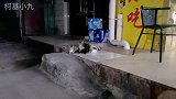 偶遇以前喂过的流浪猫，它又生了一窝崽，小奶猫一只比一只漂亮