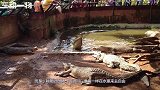 男子进入铁笼中和鳄鱼近距离接触，镜头记录全过程