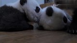 国宝大熊猫：睡觉多无聊啊，起来一起玩吧！