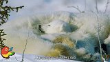 我国又一动物泛滥，当地人无奈下达“悬赏追杀”，抓一只奖励4元